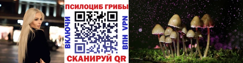 Галлюциногенные грибы Psilocybe  Чернушка 